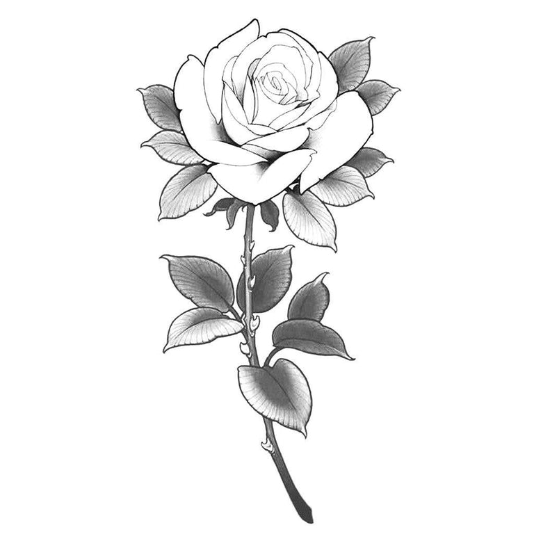 Rose Sketch - Colour - Openclipart